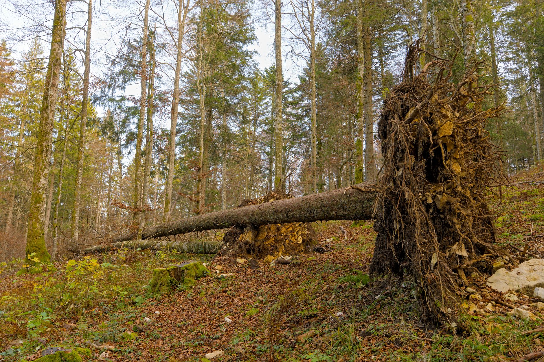 Enlèvement arbre urgence à Calais